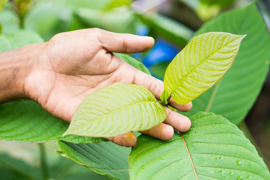 kratom leaves