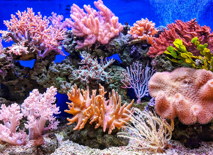 coral