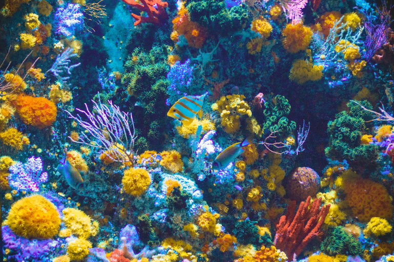 reefs